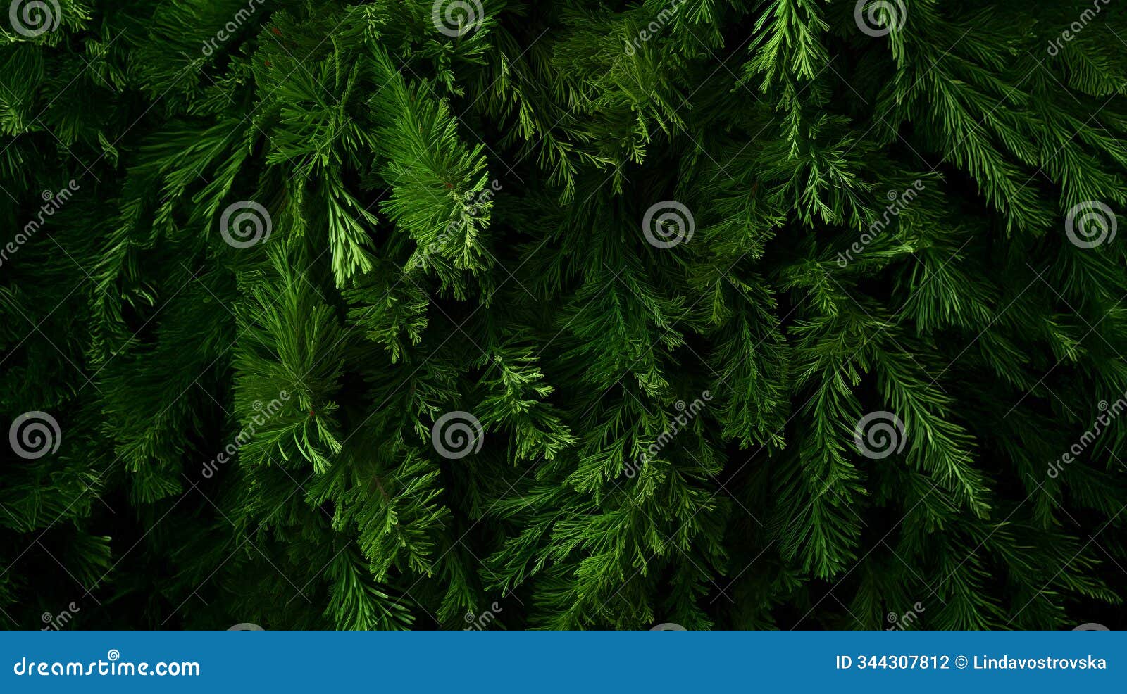texture of thuya branches green needle abstract background.