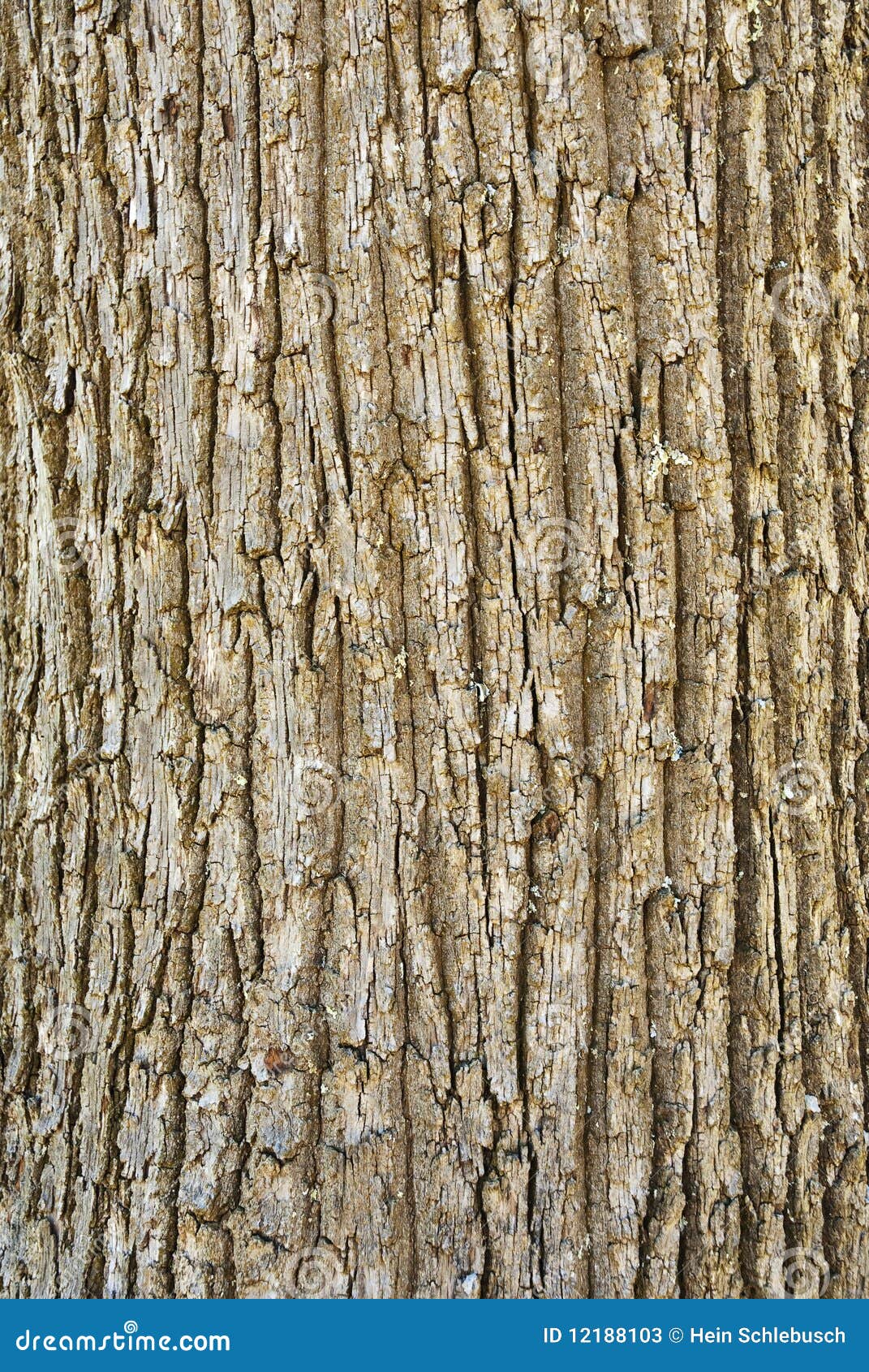 texture of tree bark