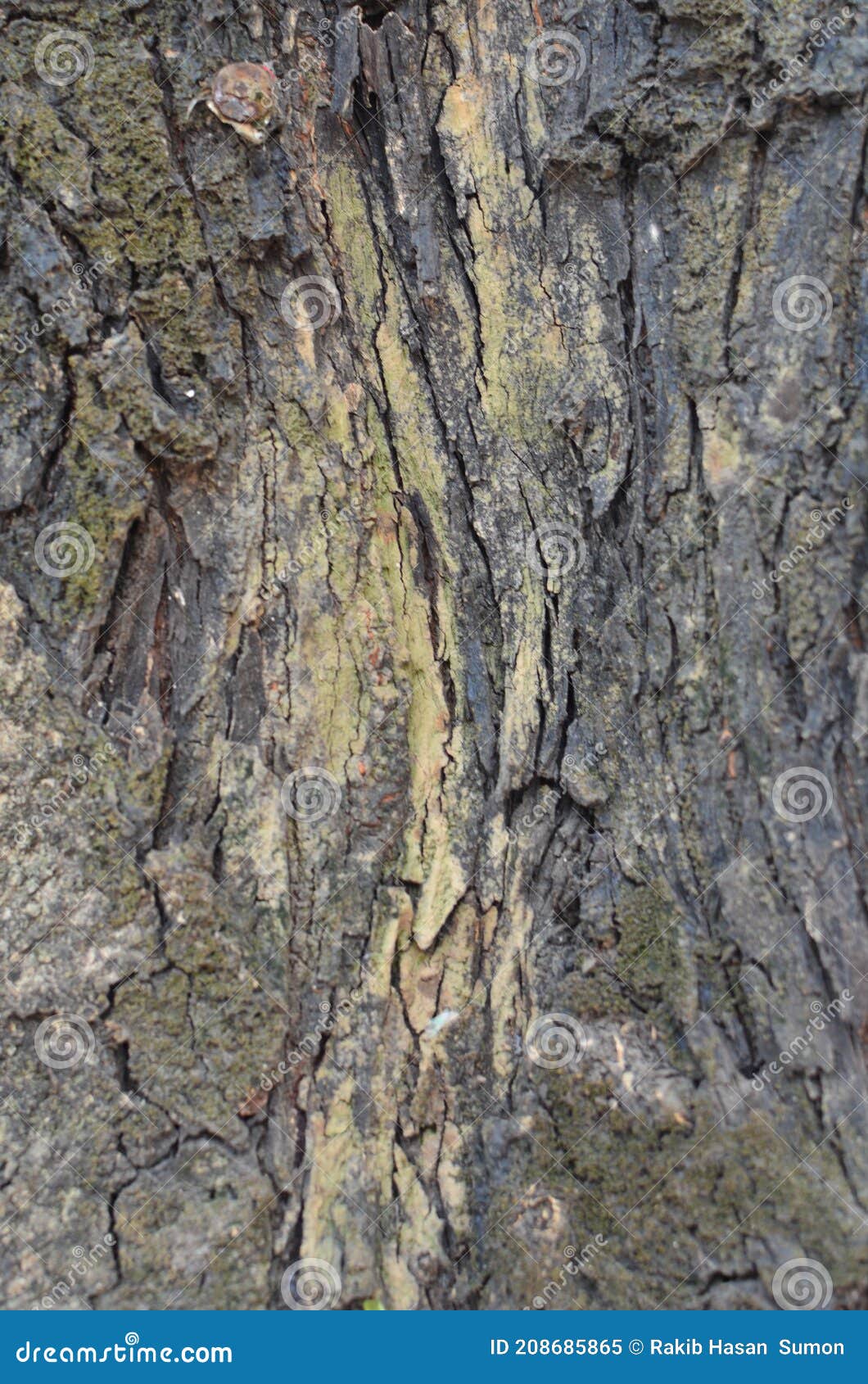 texture of tree bark