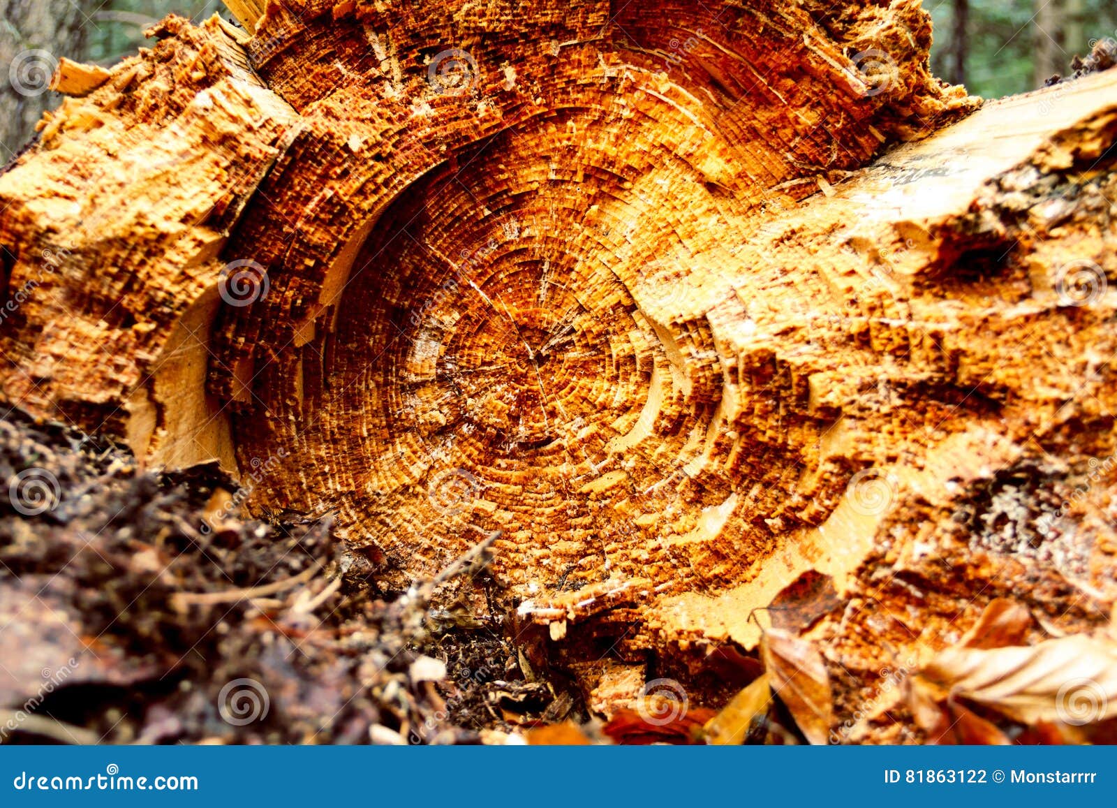 Texture of tree`s trunk. Close up shooting of tree`s trunk in cut