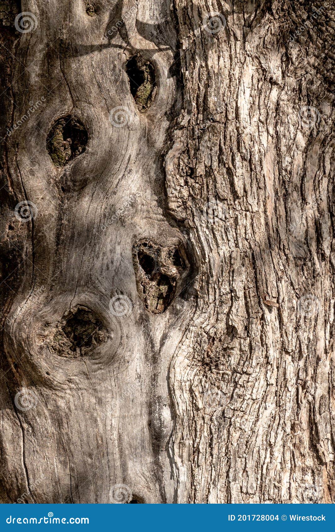 texture of the trunk of an olive tree