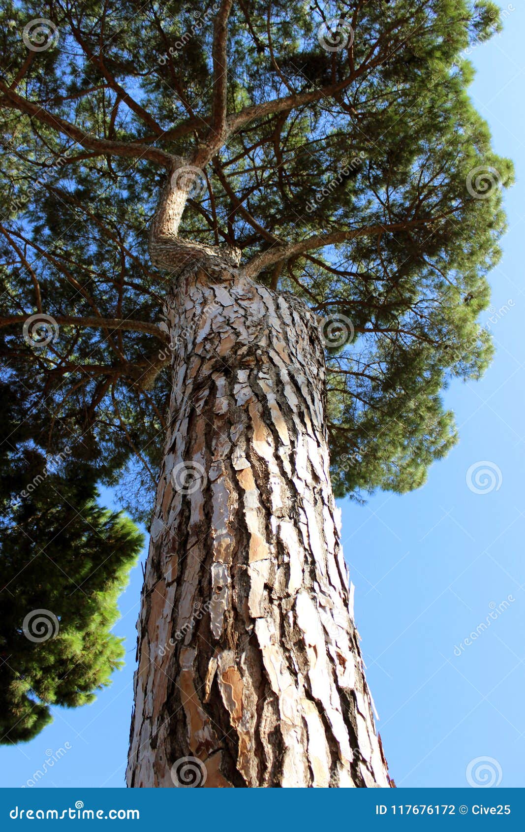 texture trunk of a tree of rome