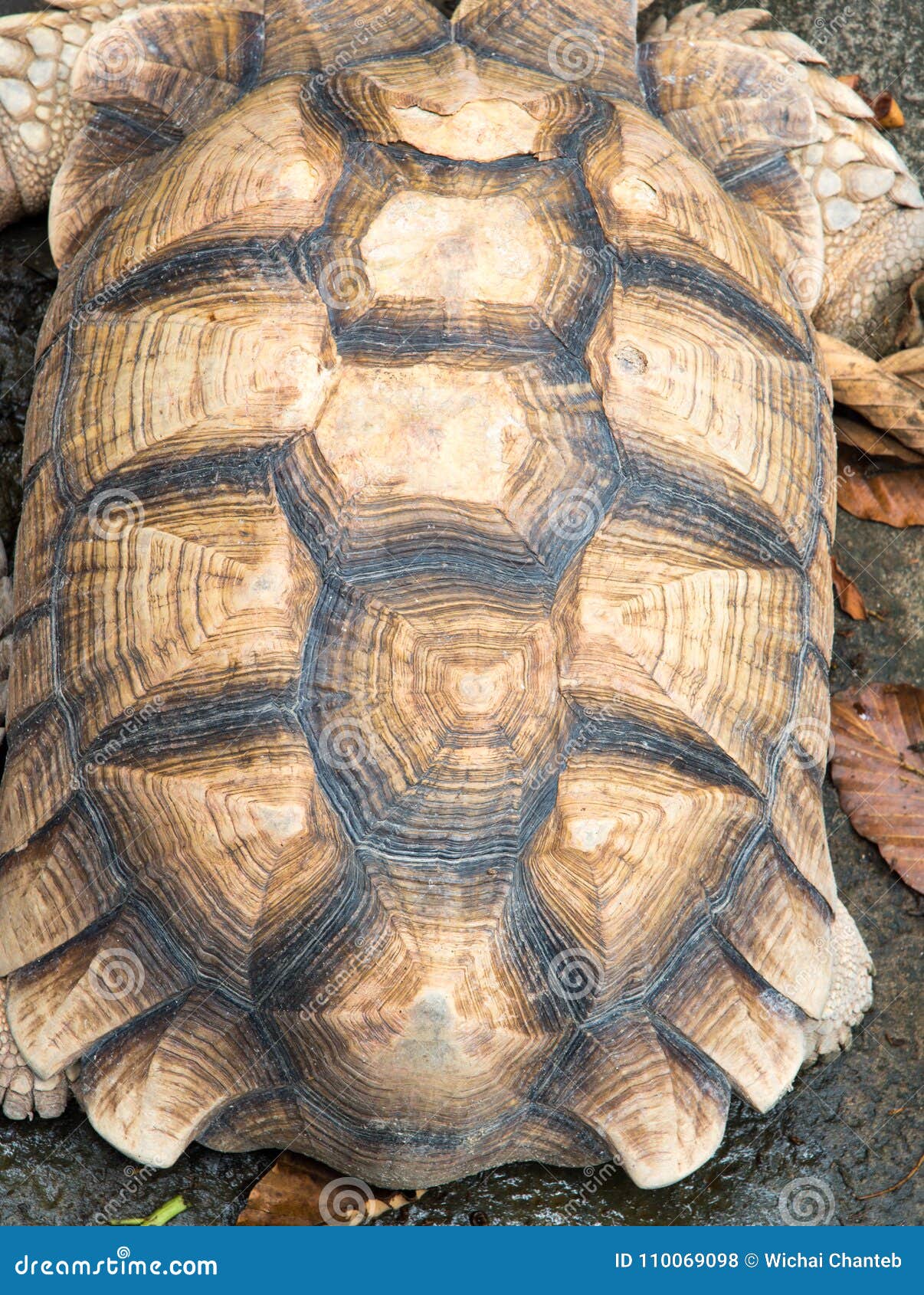 Texture of Turtle Carapace. , Pattern on Tortoise Shell Backgrou Stock