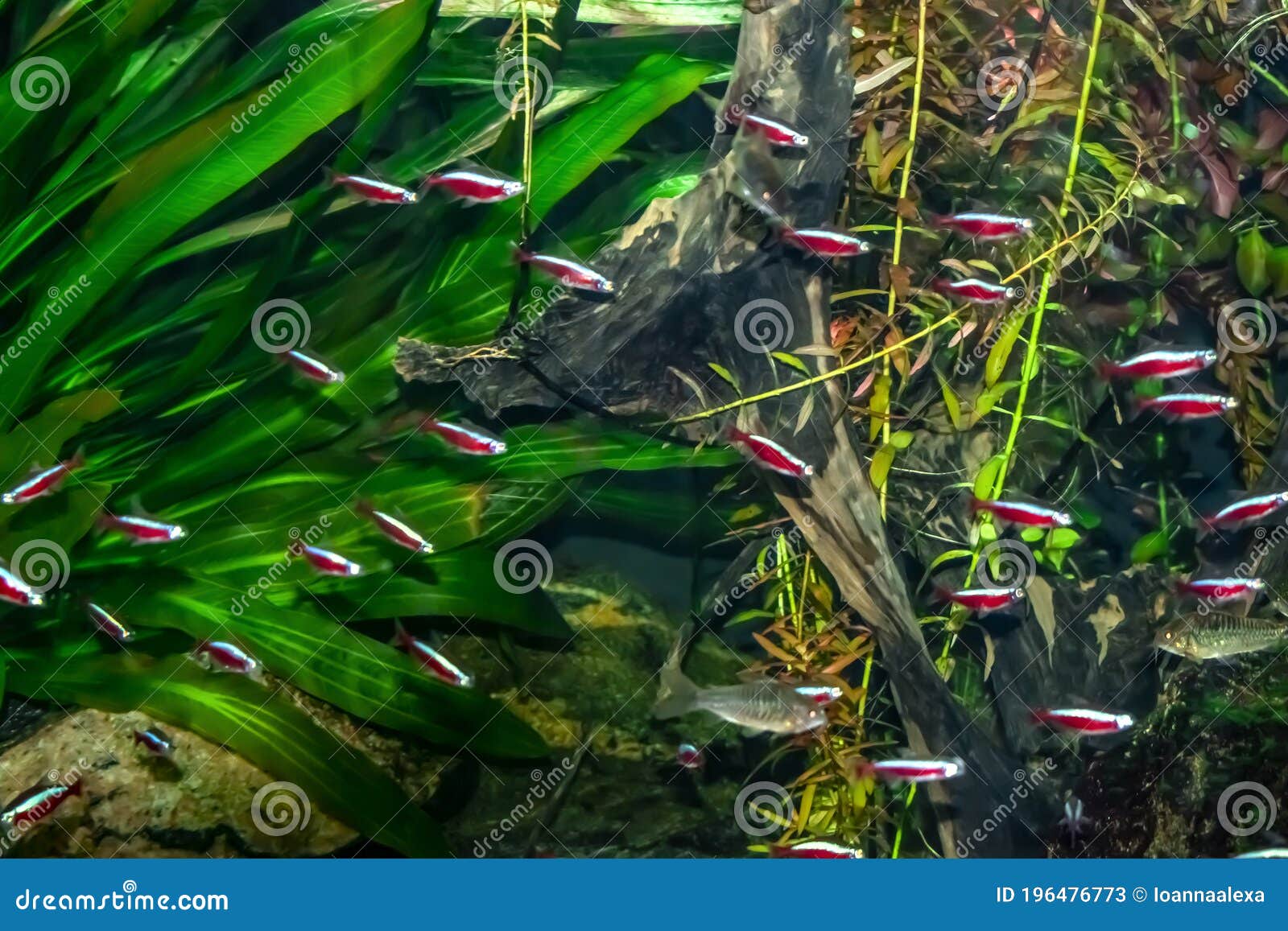 The Cardinal Tetra in Its Natural Habitat