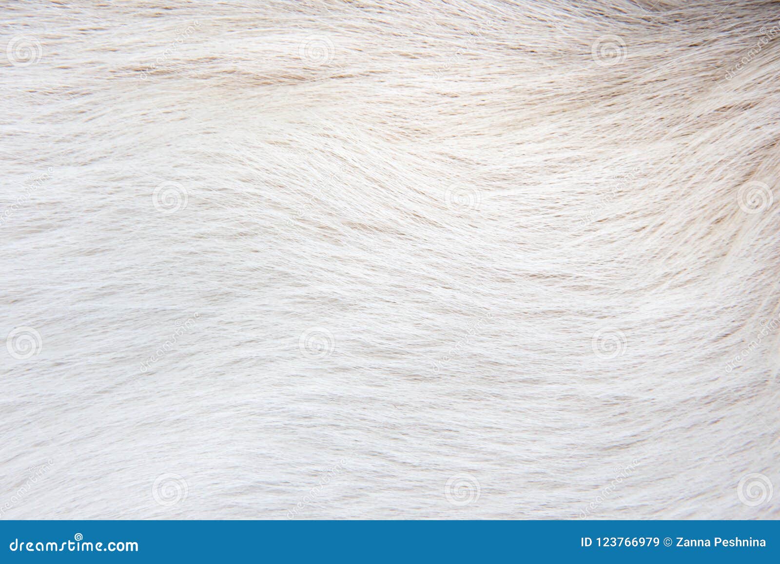 Texture White Animal Fur of a White Dog Stock Image Image of fabric