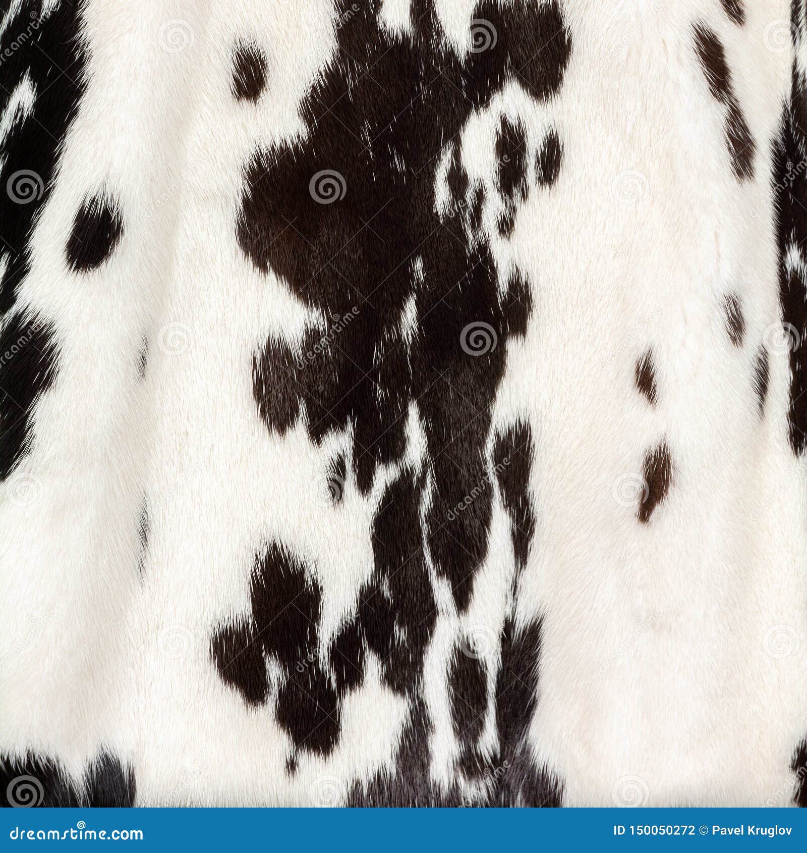 Texture of White Fur with Black Spots Like a Cow Stock Photo - Image of
