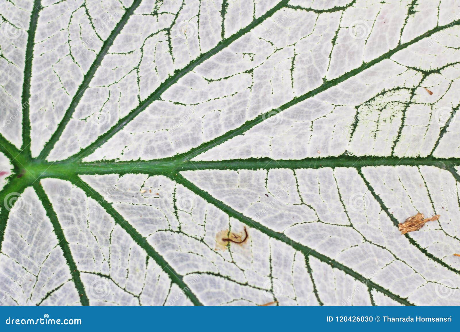 Texture of White Palm Leaf, Tropical Stock Photo - Image of forest