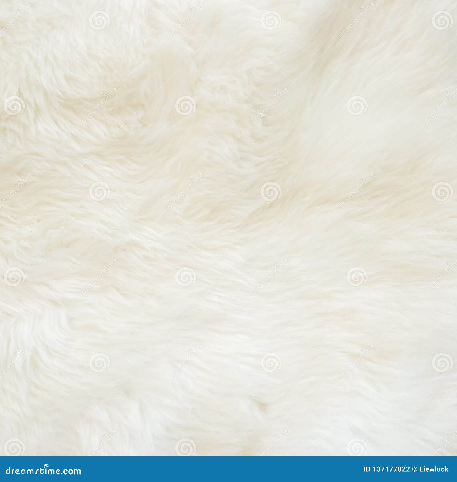 Texture of White Sheep Wool Carpet Stock Photo Image of abstract