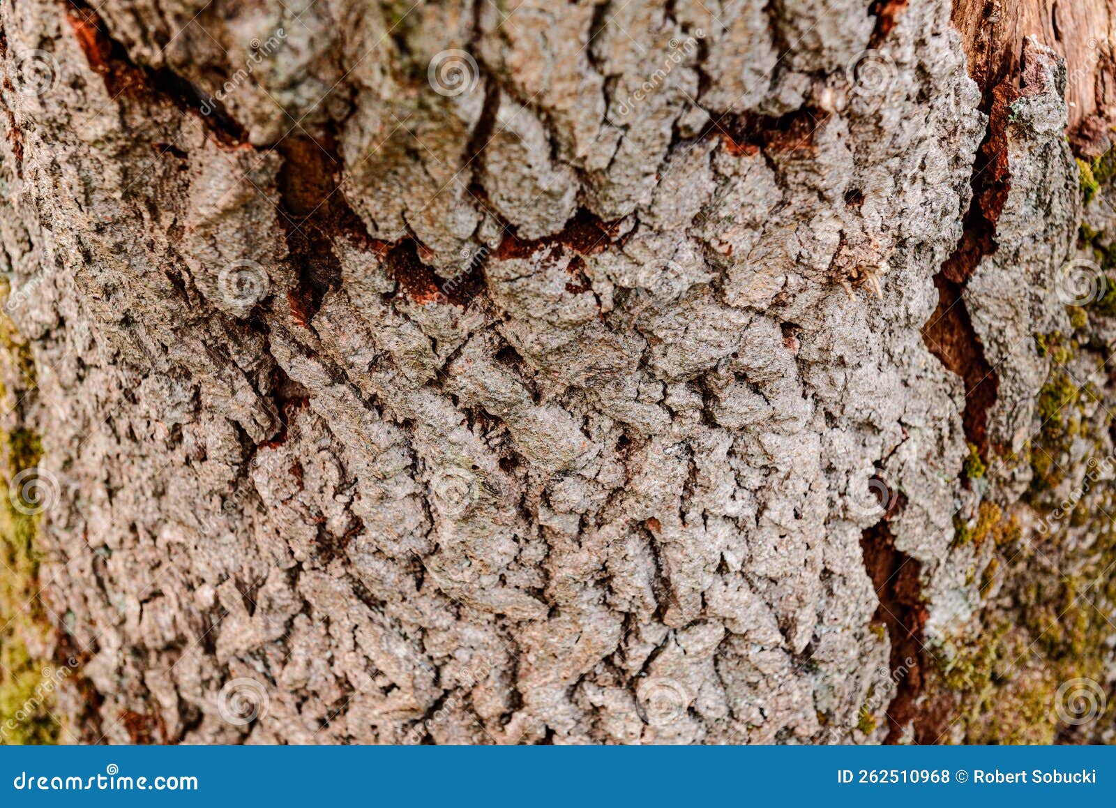 texture of wood or bark