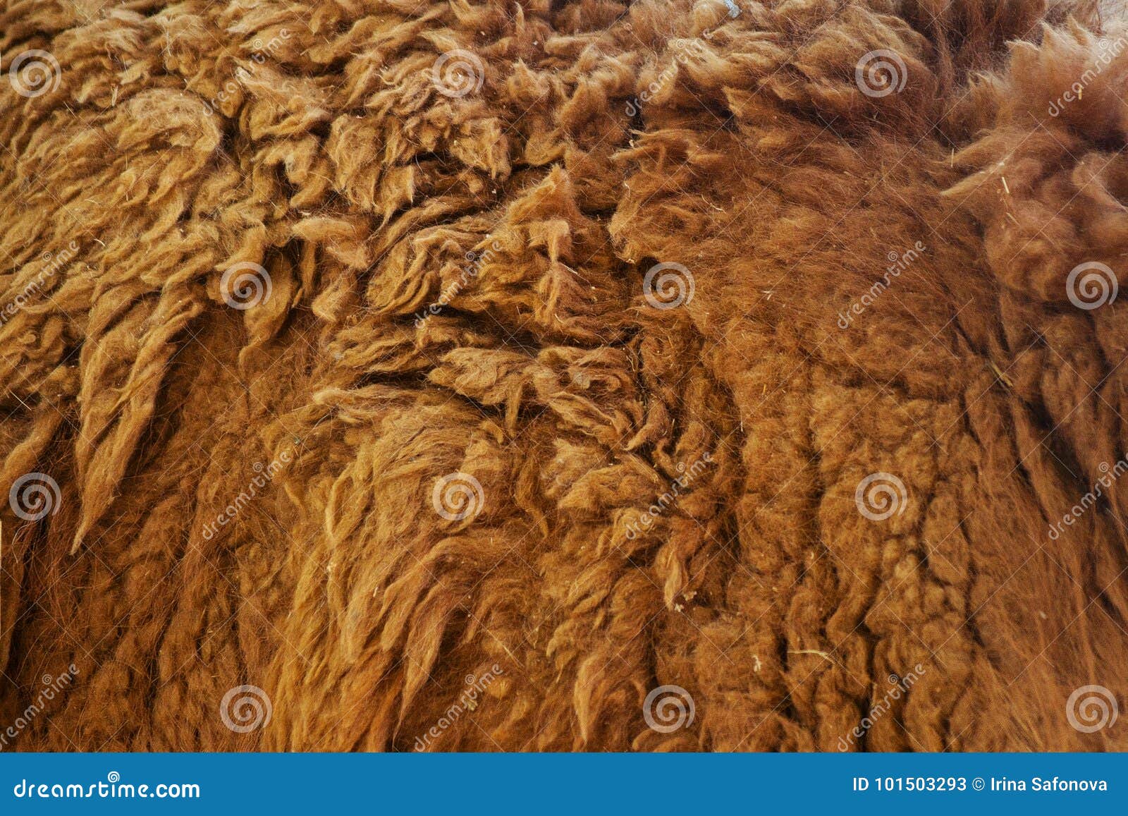 Texture of a Wool Lama Stock Image - Image glama, clothing: 101503293