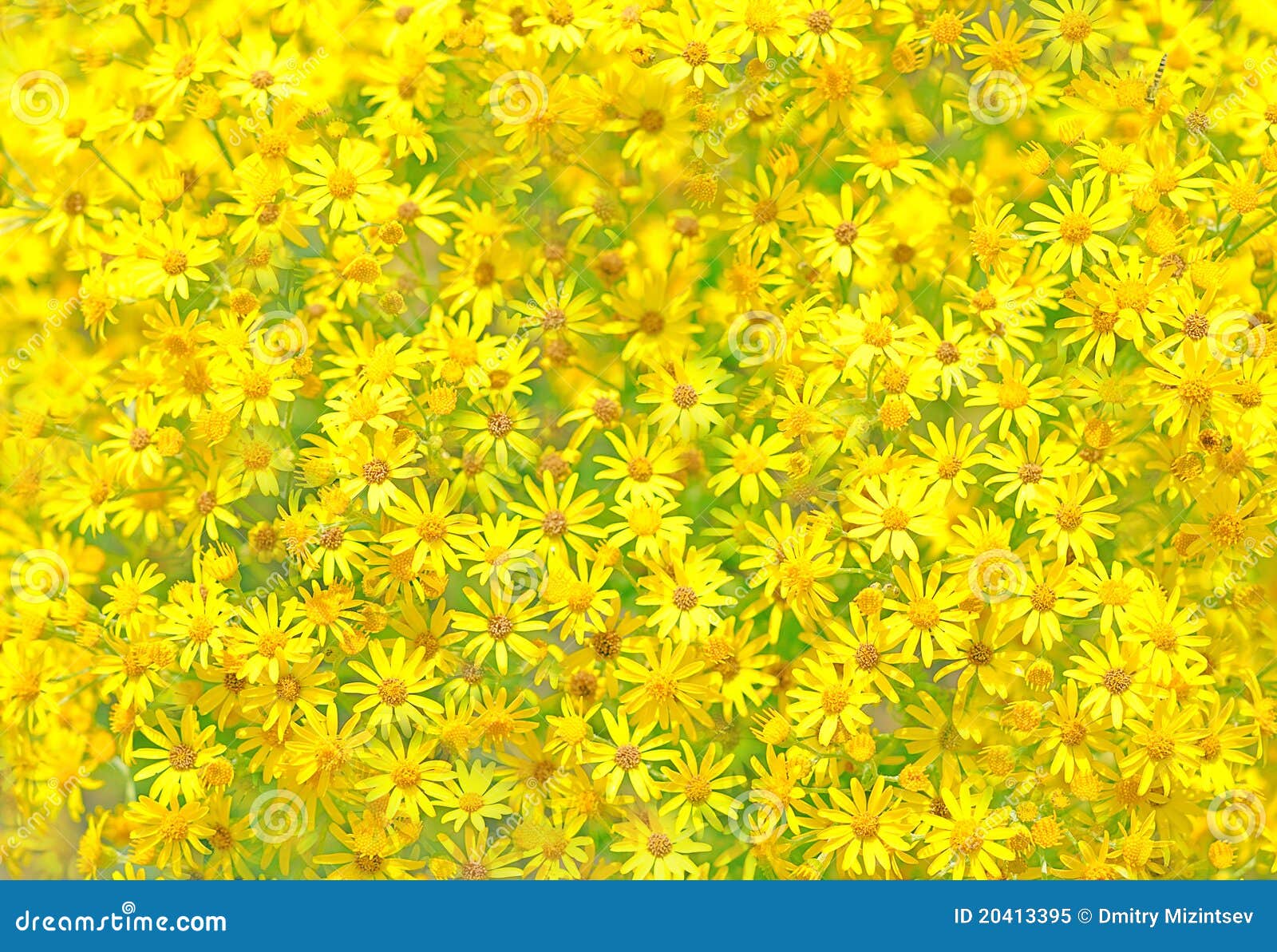 Texture of yellow flowers. stock image. Image of farm - 20413395