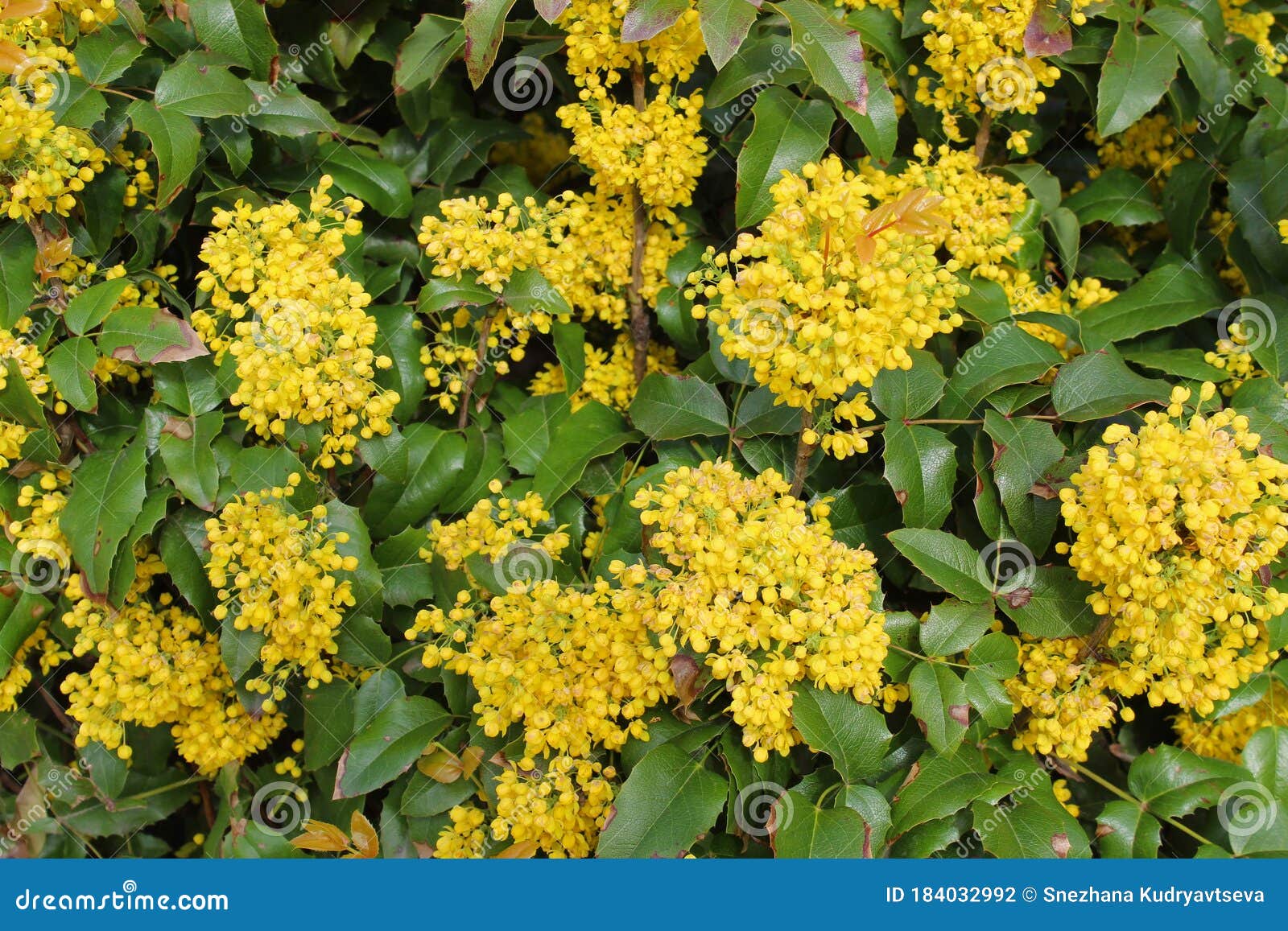 What Are the Yellow Flowers? A Guide to Identifying Floral Beauties