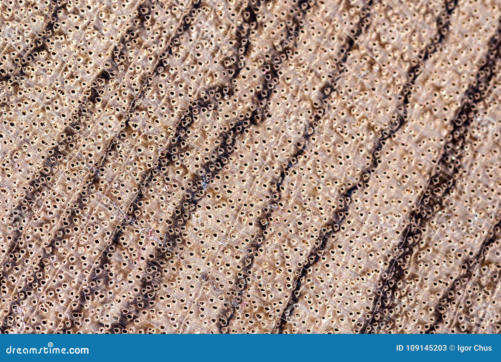 the texture of a zebrano tree shot on a macro lens