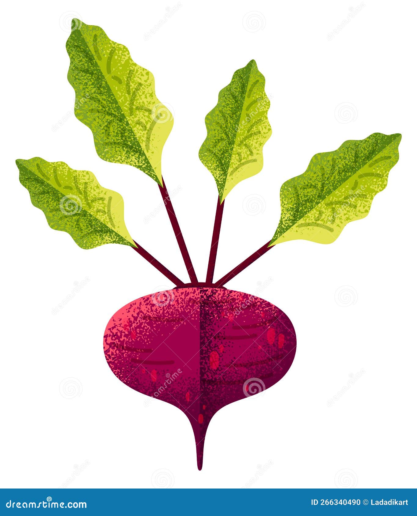 Textured Beetroot Drawing. Colorful Root Vegetable with Green Leaves Stock Illustration