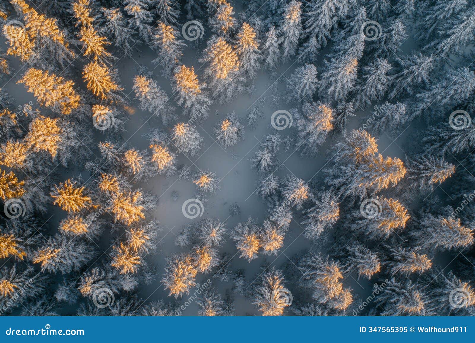 textured snowy forest, vibrant white snow blanketing dense evergreen trees under soft golden light,