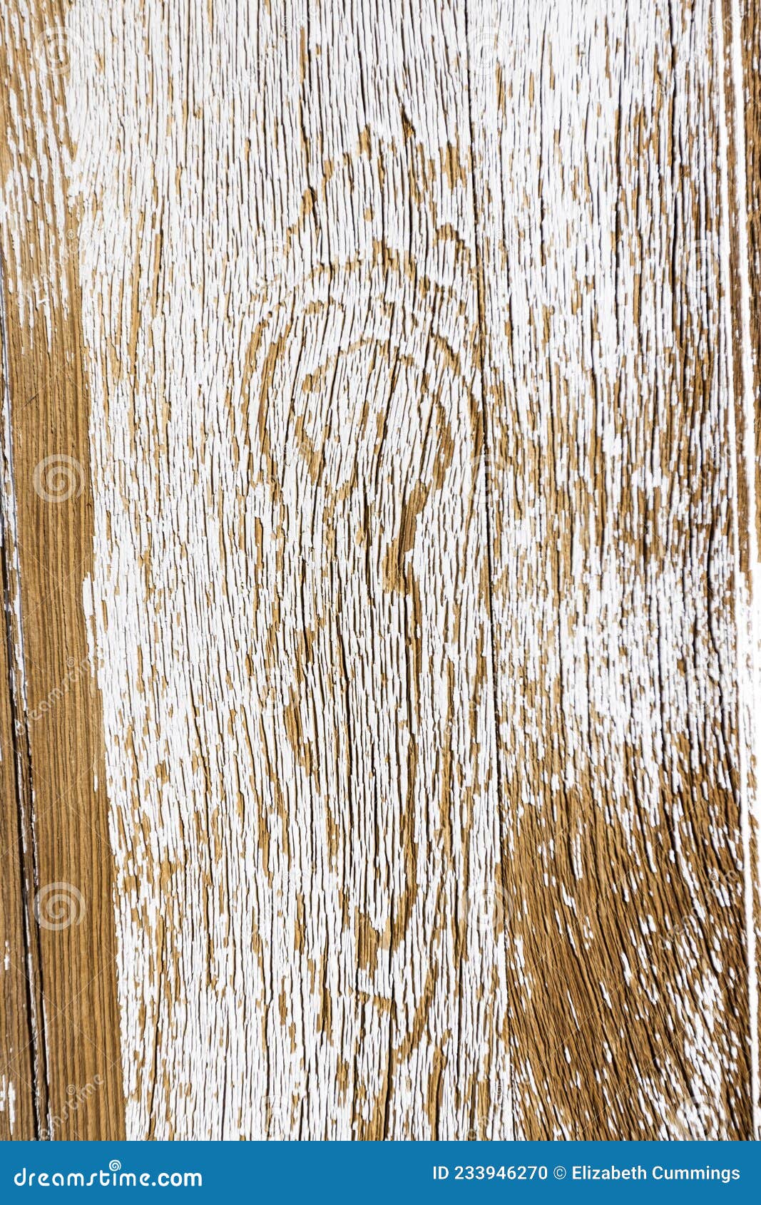 Textured Weathered Wood Painted White and Worn Off Over Time Stock Photo Image of drained