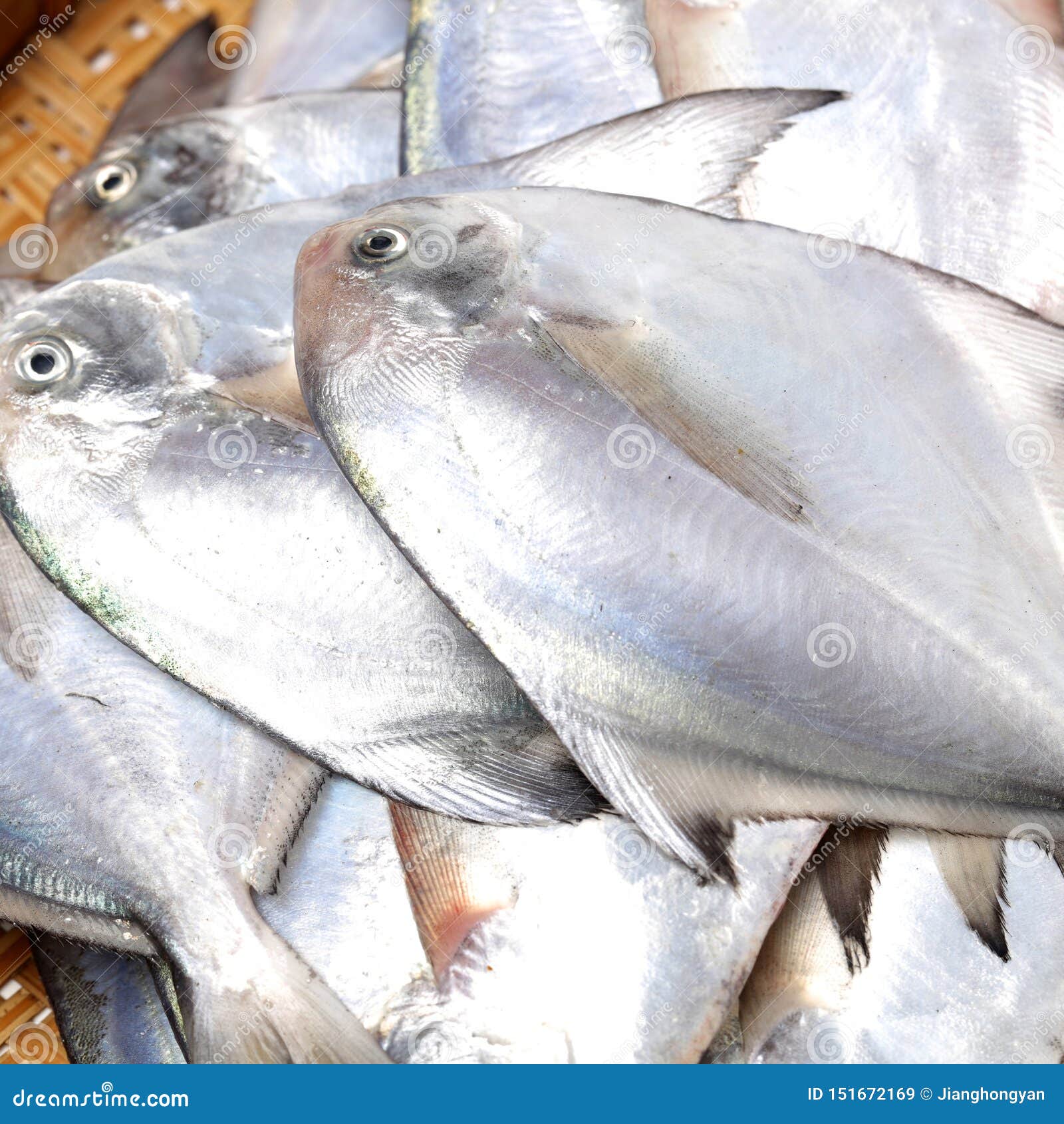 Fresh pomfret stock image. Image of health, delicious 151672169