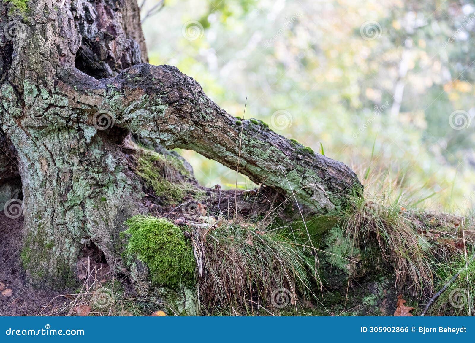 textures of the forest: ancient tree and moss