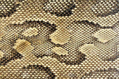 Textures - Snakeskin #1 stock photo. Image of rough, pattern - 446362