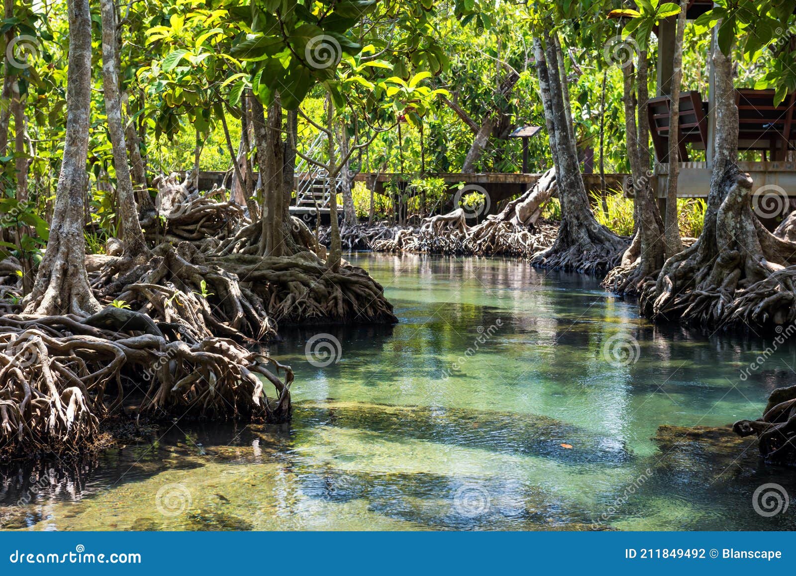 Tha Pom Khlong Song Nam in Summer, Stock Photo - Image of reserve, footpath: 211849492