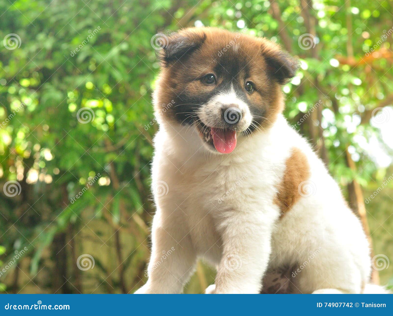 Thai Bangkaew Dog Bangkaew Puppy Stock Photo Image Of Beautiful Happy 74907742