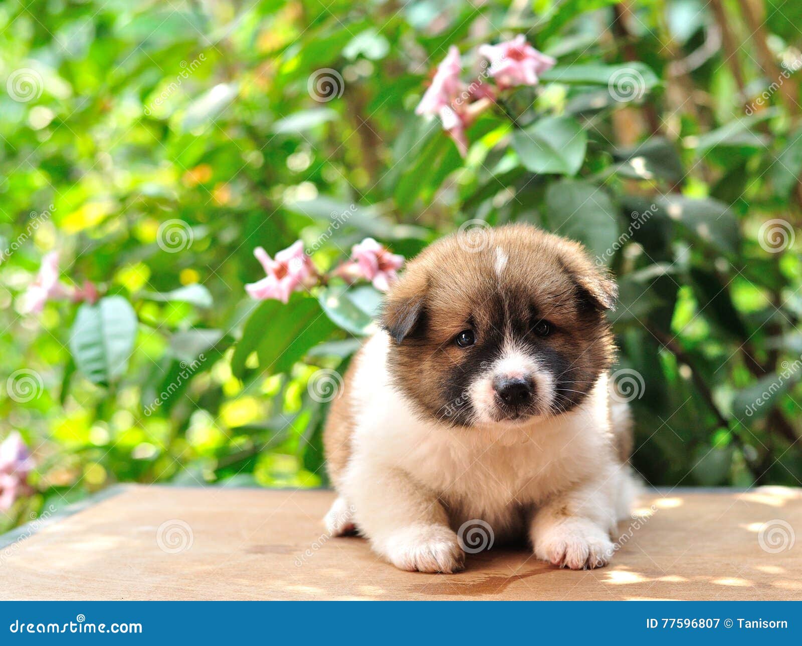 Thai Bangkaew Dog Bangkaew Puppy Portrait Stock Image Image Of Domestic Little 77596807