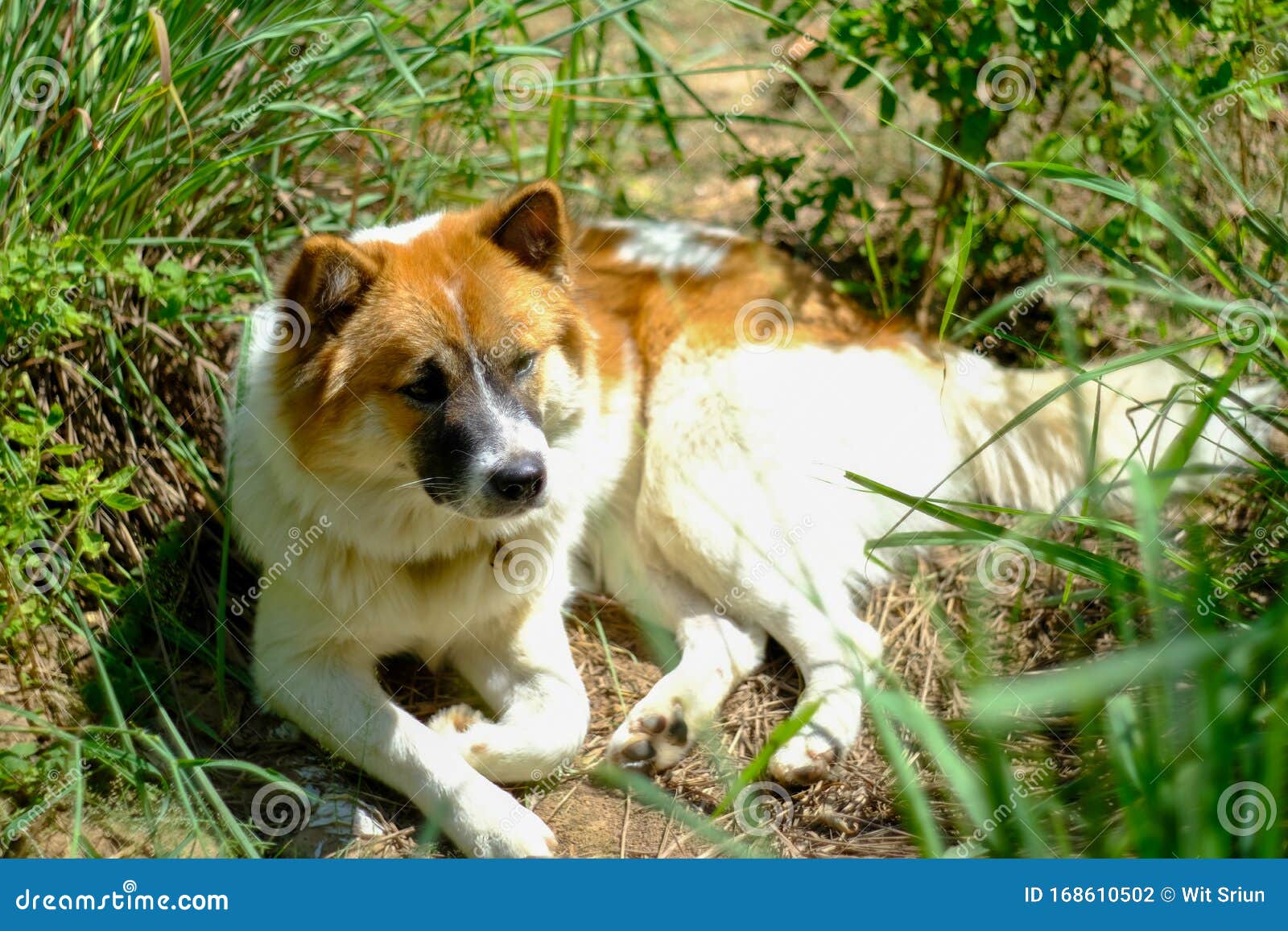 Thai Bangkaew Dog Brown And White Color Resting In Garden Stock Photo Image Of Resting Garden 168610502