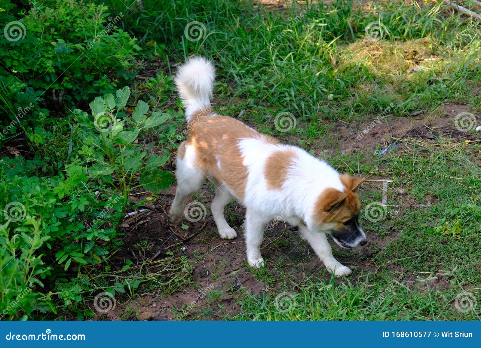 Thai Bangkaew Dog Brown And White Color Resting In Garden Stock Image Image Of Bangkaew Color 168610577