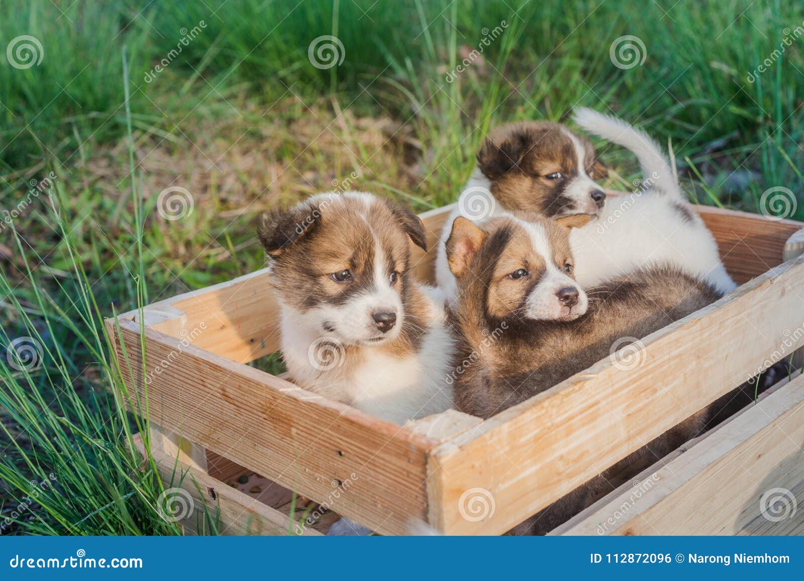 Thai Bangkaew Dog Puppies Stock Photo Image Of Love 112872096