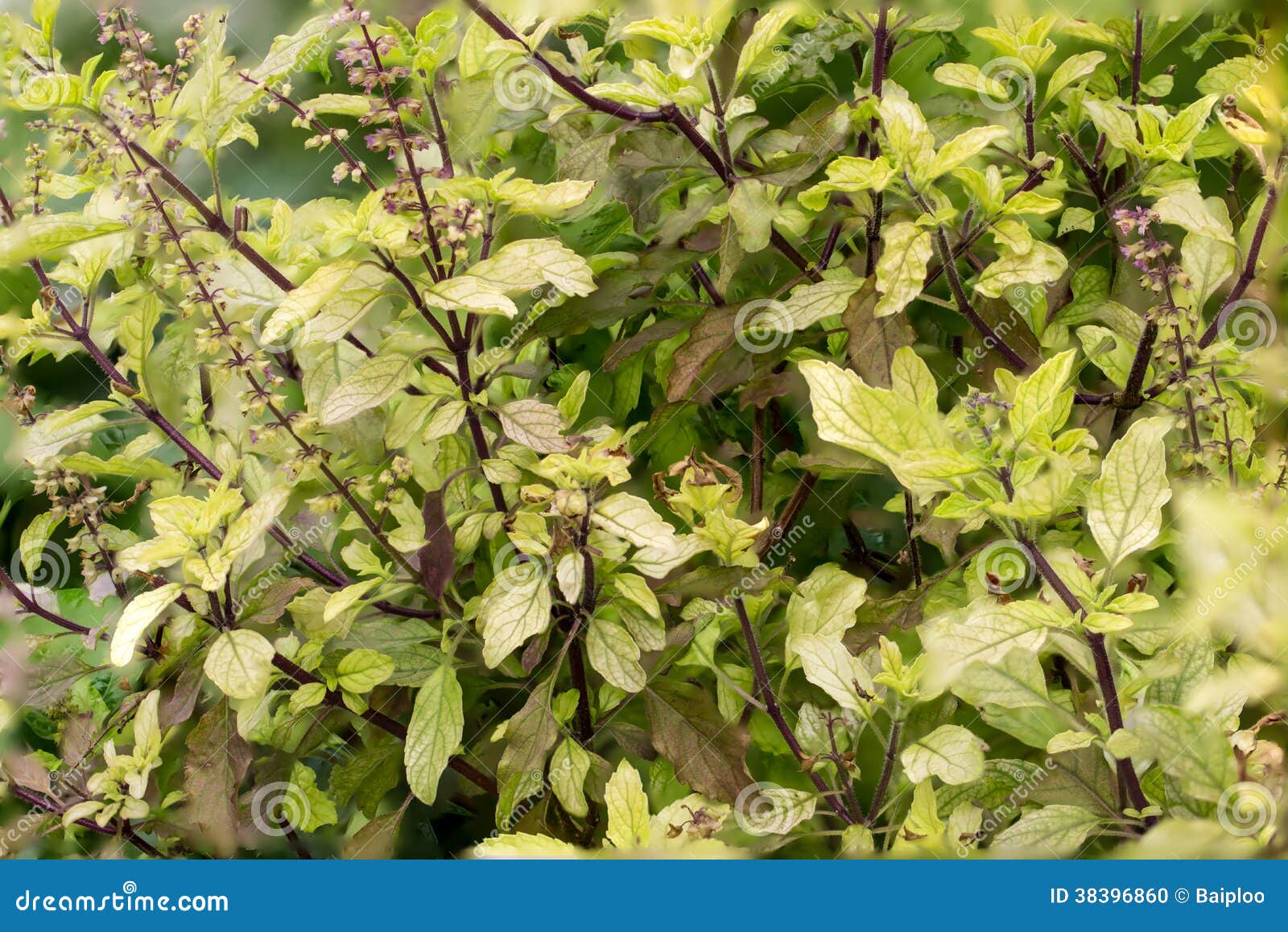 Thai Basil stock photo. Image of thyrsiflora, plant, basil 38396860