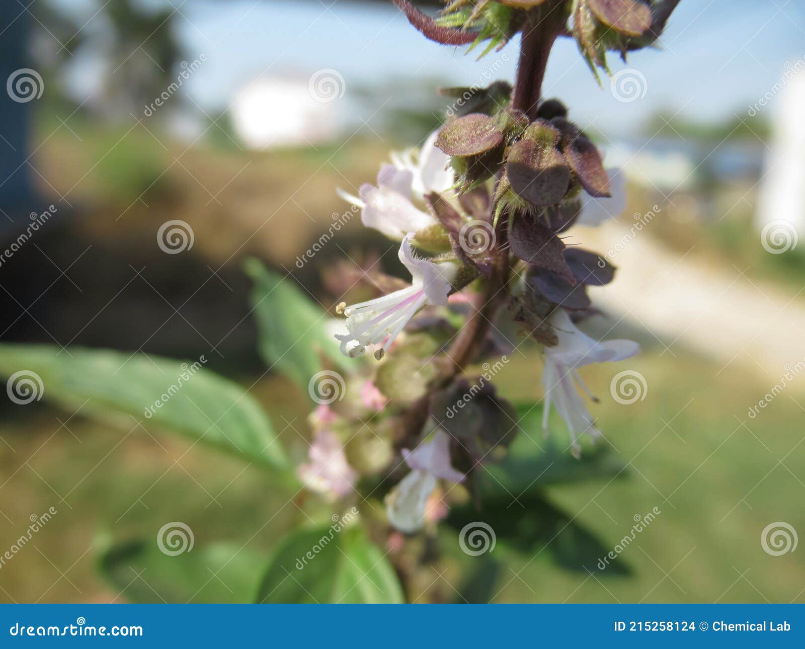 Thai Basil flower stock photo. Image of flora, blooming 215258124