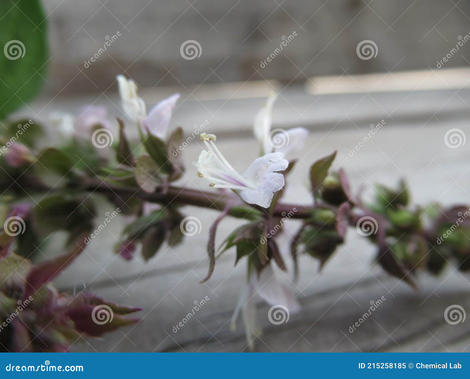 Thai Basil flower stock image. Image of blooming, aromatic 215258185