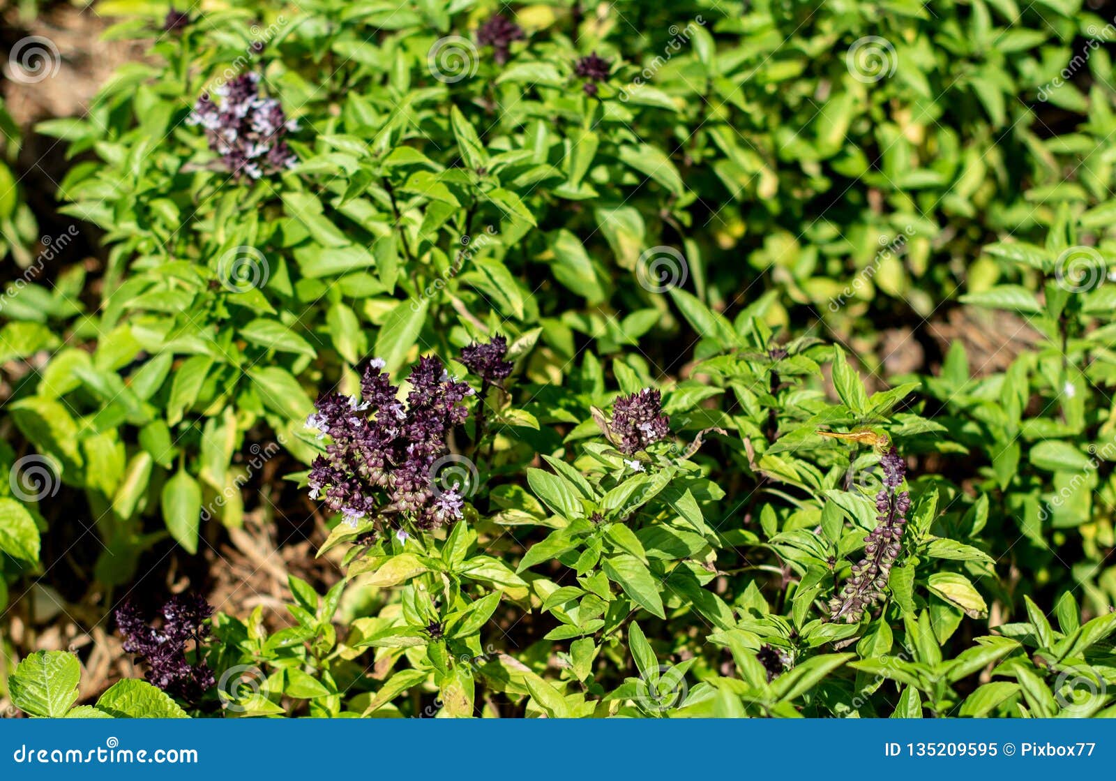Thai basil flower blooming stock image. Image of agriculture 135209595