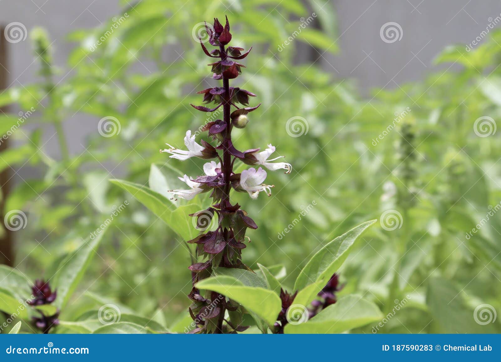 Thai Basil Flower are Blooming Stock Image Image of background