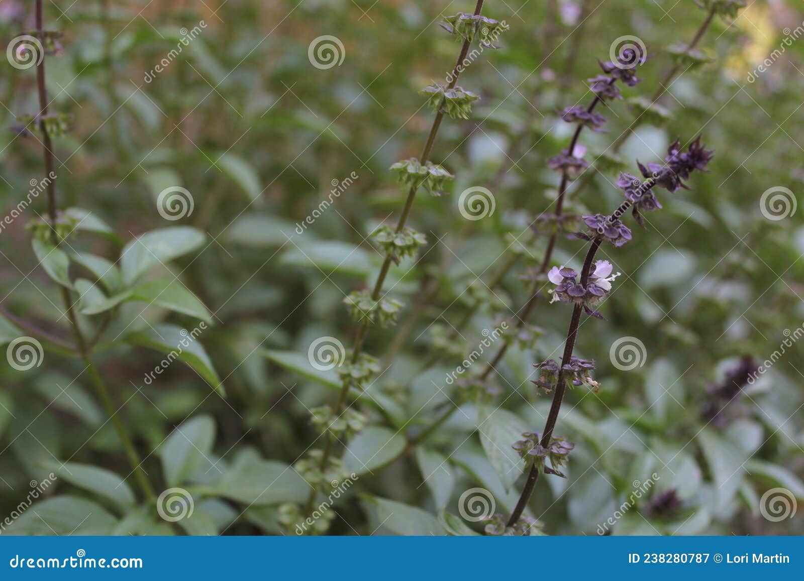 Thai Basil Growing in Garden O. Basilicum Stock Image Image of
