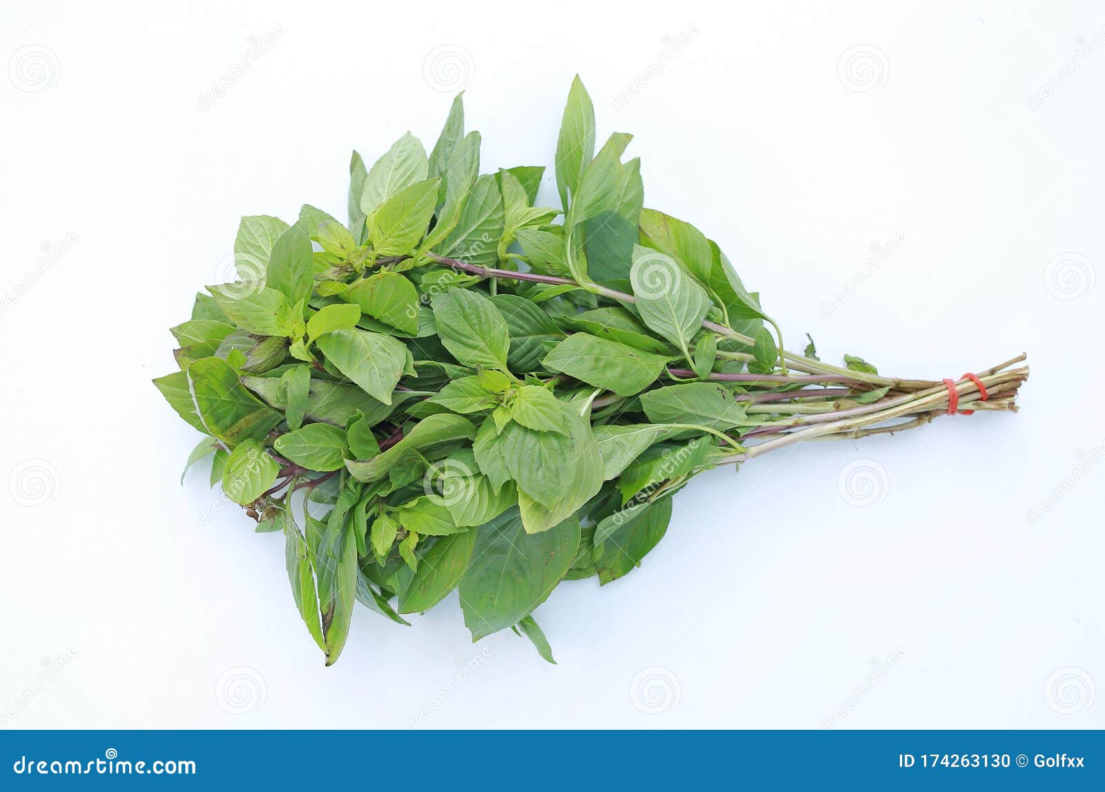 Thai Basil Isolated on a White Background Stock Photo Image of cultivate, herbal 174263130