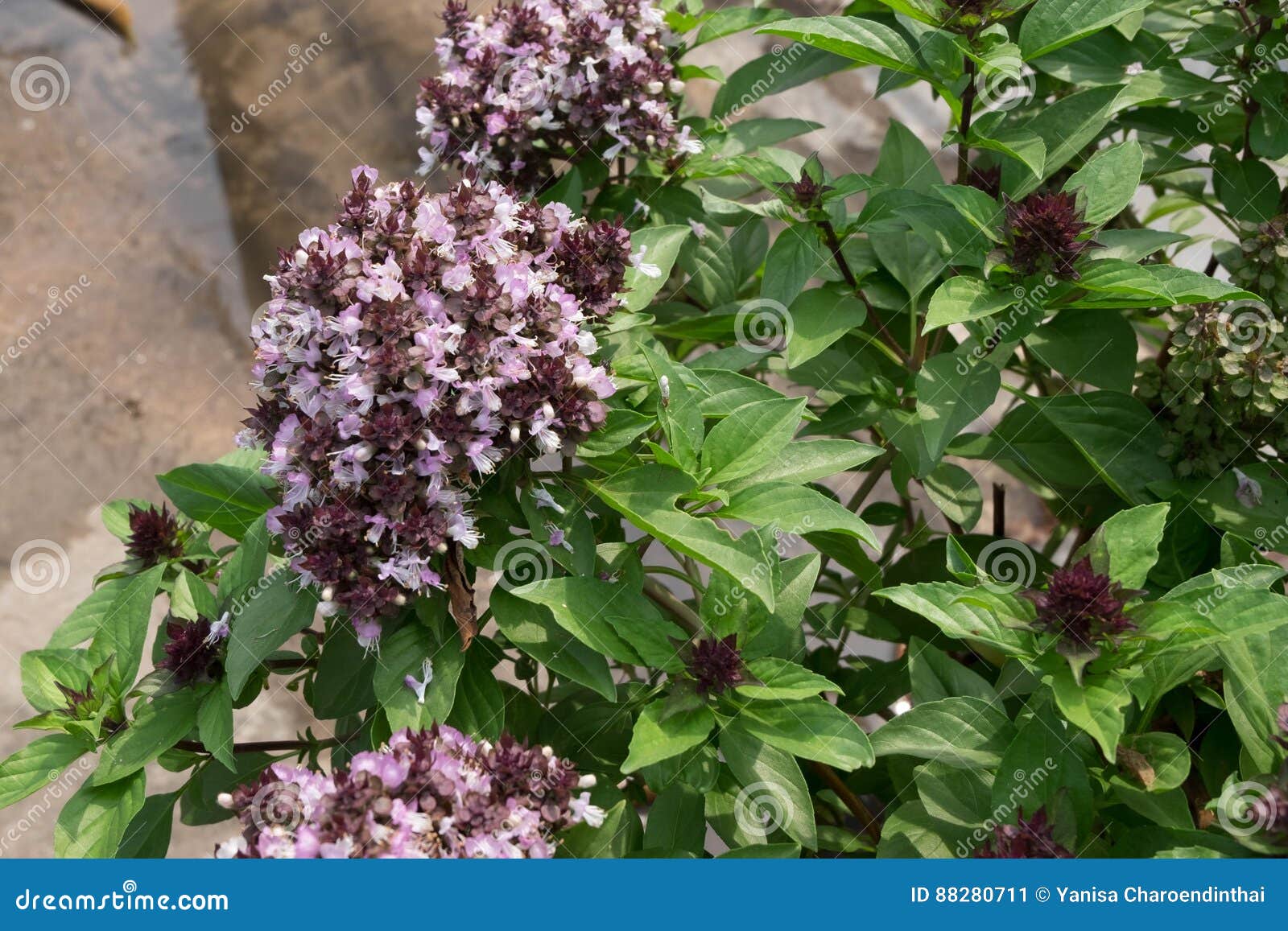 Thai basil and its flowers stock image. Image of herbal 88280711