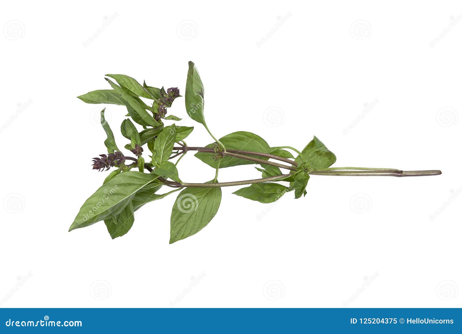 thai basil on white  background