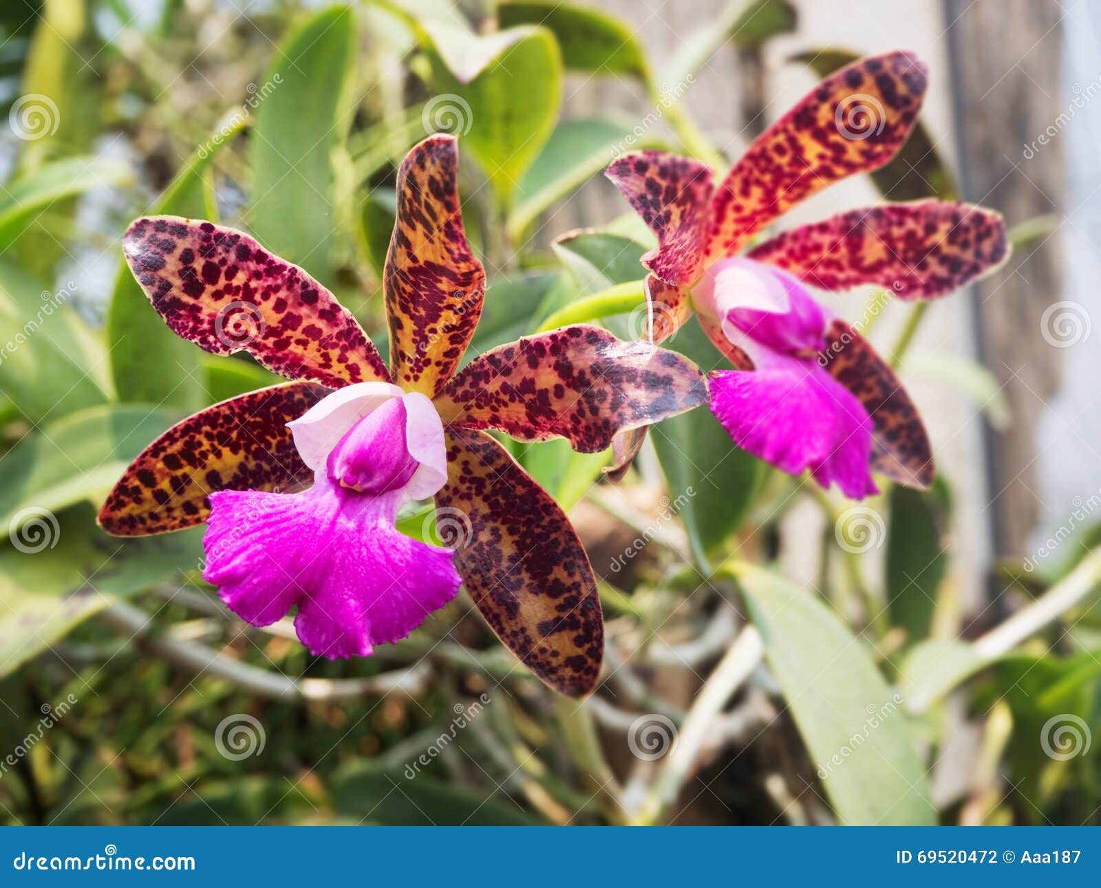 Thai beautiful orchid stock photo. Image of flora, scenic 69520472