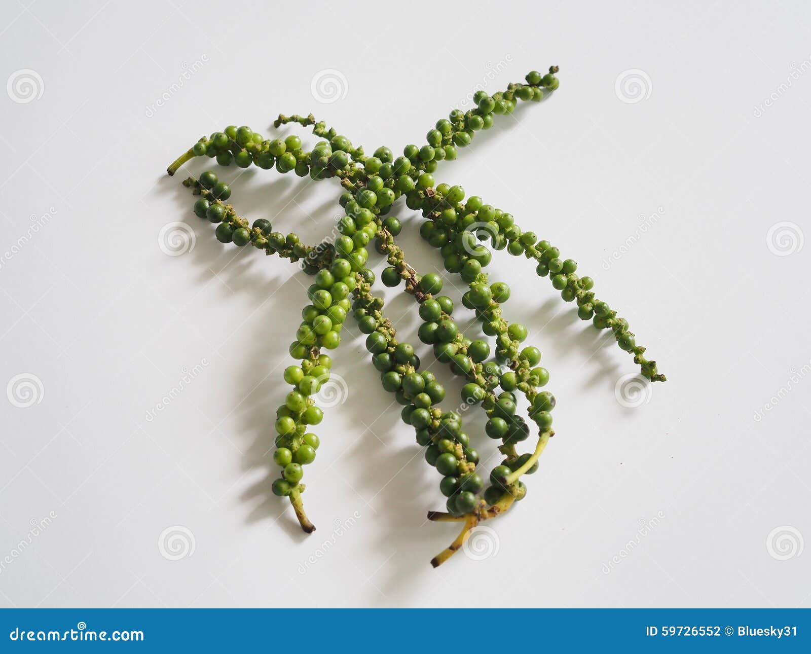 Thai black peppercorn stock photo. Image of foliage, asia 59726552
