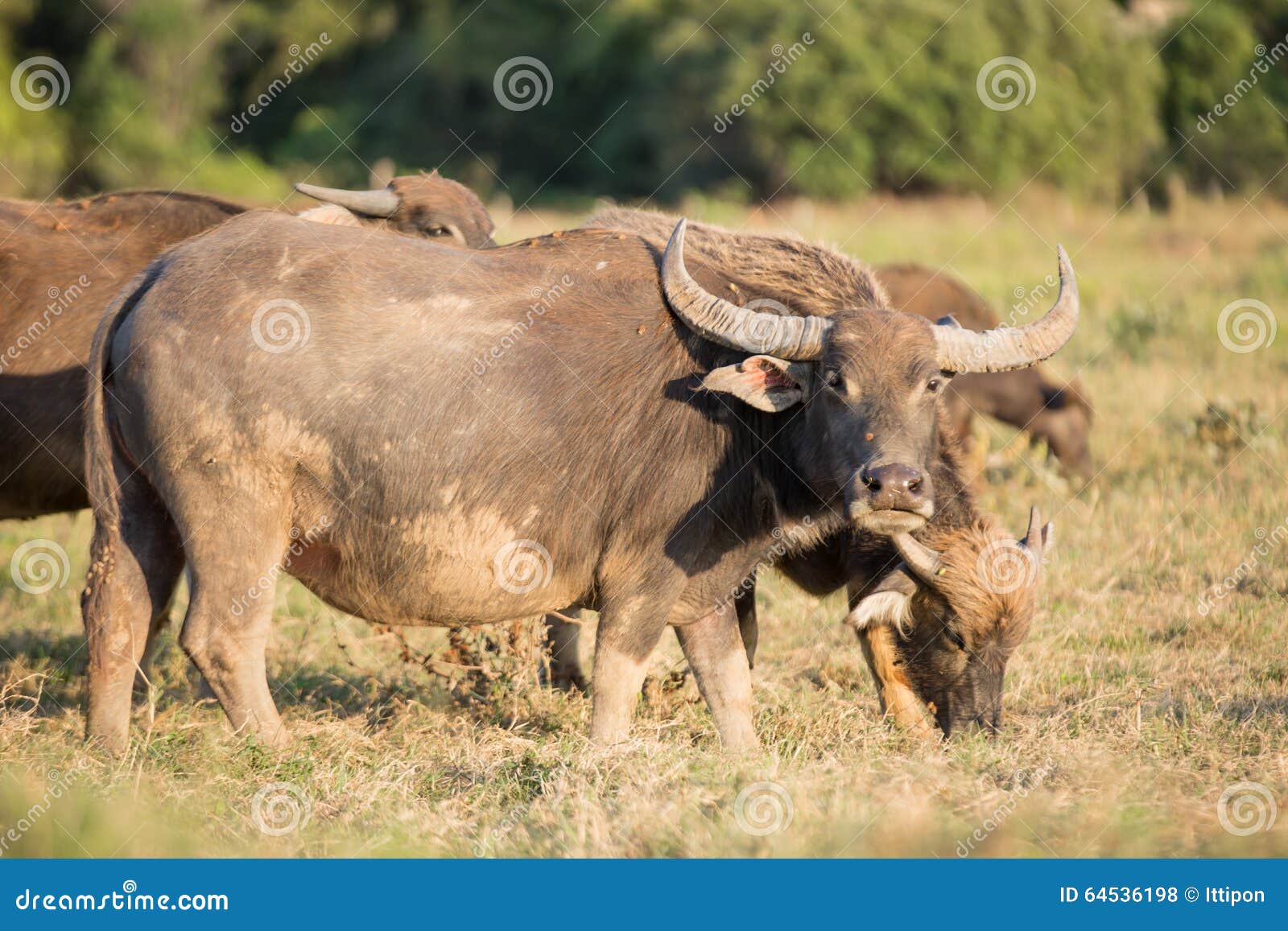 Thai buffalo is grazing in a field