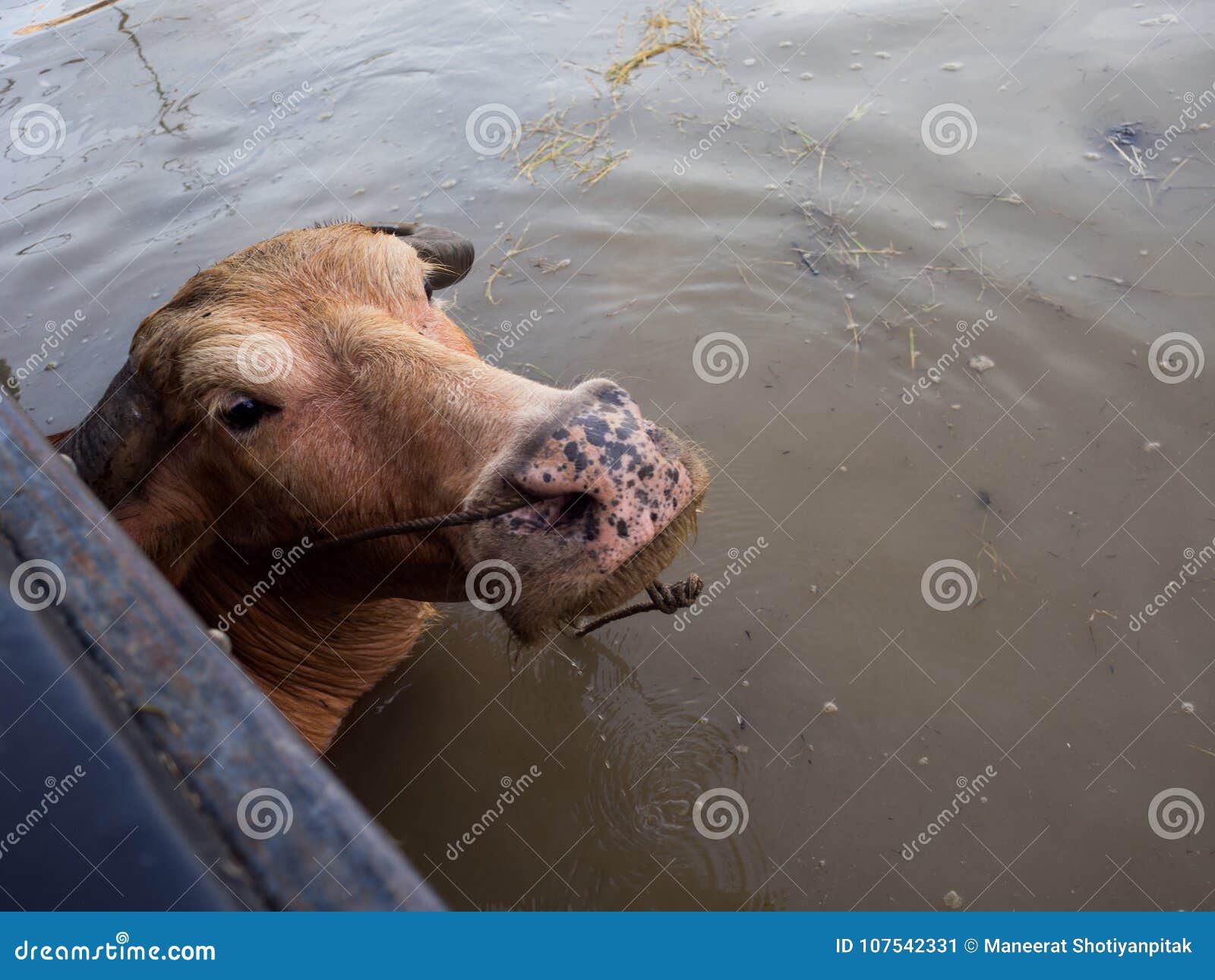 thai buffalo injoys in lake