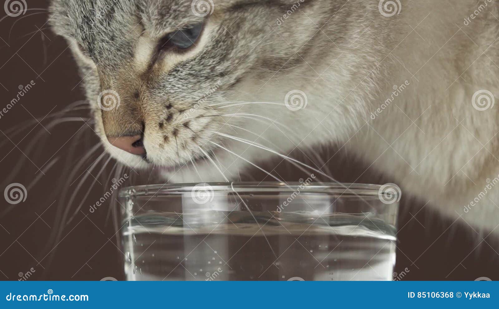 Thai Cat Drinks Water from Glass Slow Motion Stock Footage Video Stock  Footage - Video of feline, grey: 85106368