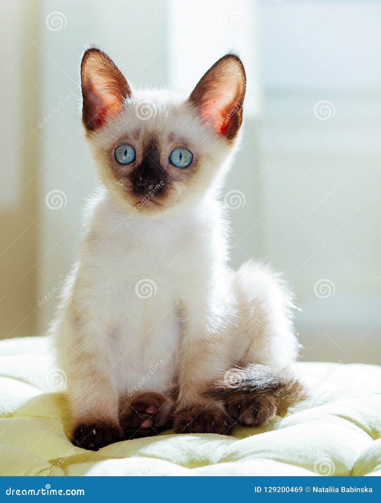 Thai Cat Pelage Breed Kitten Small Cat Pet Gray White Thai Cat Pelage Breed Kitten Small Cat Pet Gray White