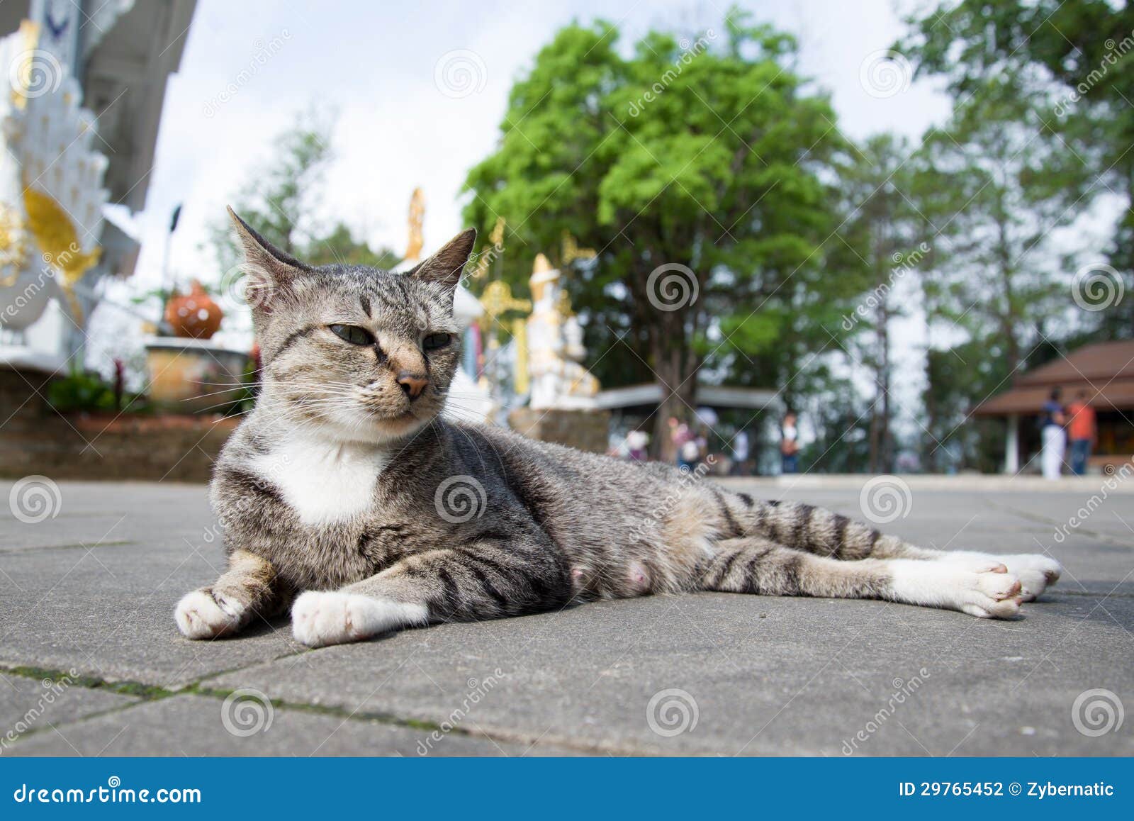 Thai Cat in the Temple stock photo. Image of sleep, cute 29765452