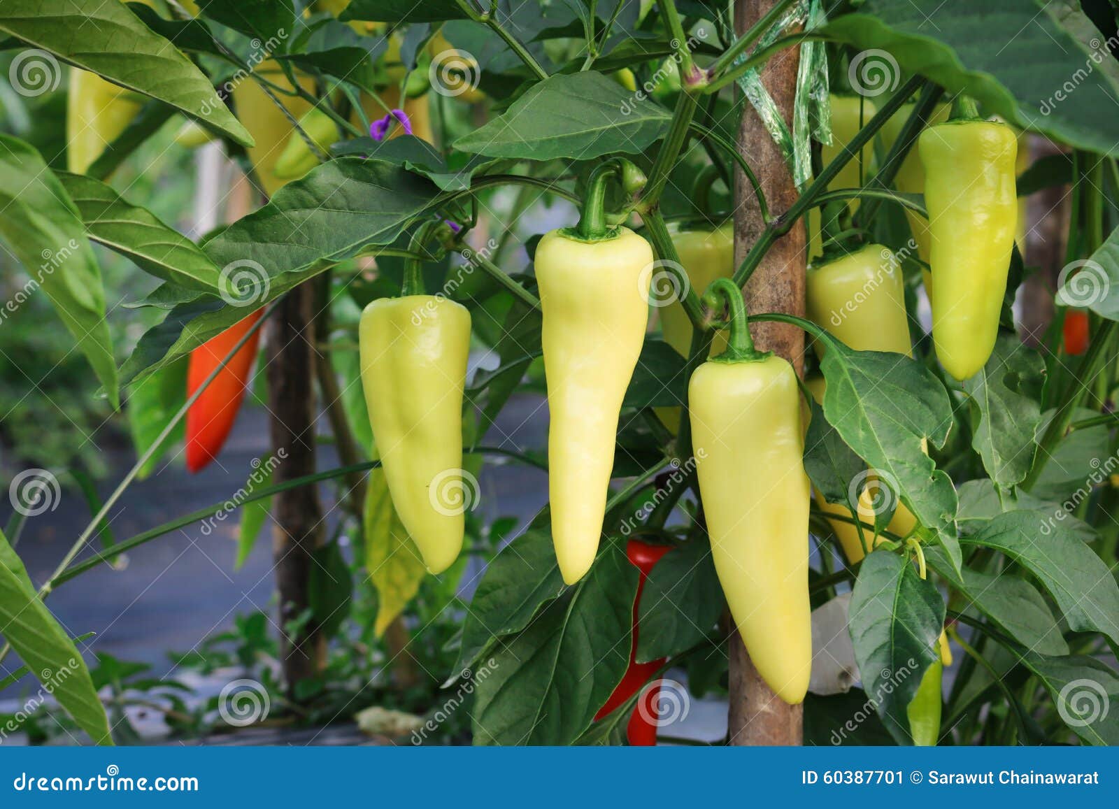 Thai chilli stock image. Image of garden, plant, capsicum 60387701