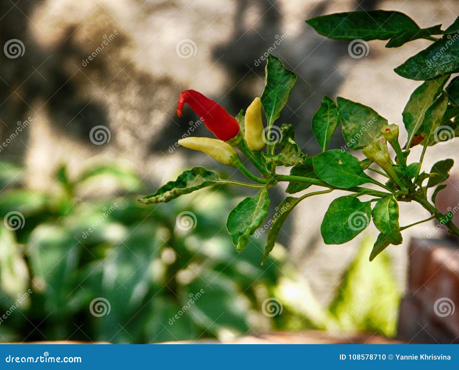 Thai Chilli Plant stock photo. Image of landscapes, tree 108578710