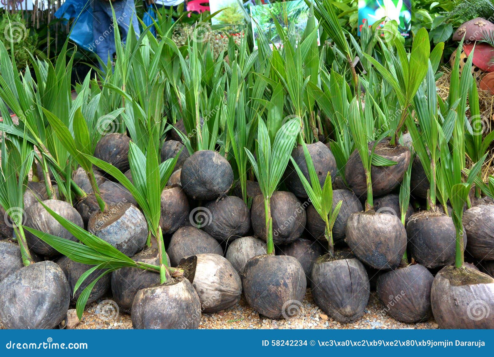 Coconut Plants Growing In Indian Nursery Stock Image CartoonDealer