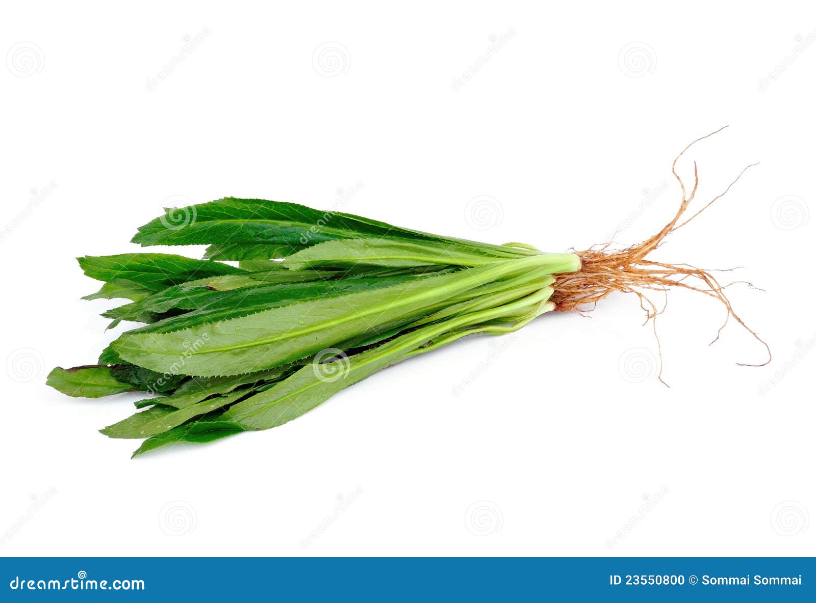 Thai Coriander stock photo. Image of natural, cooking 23550800