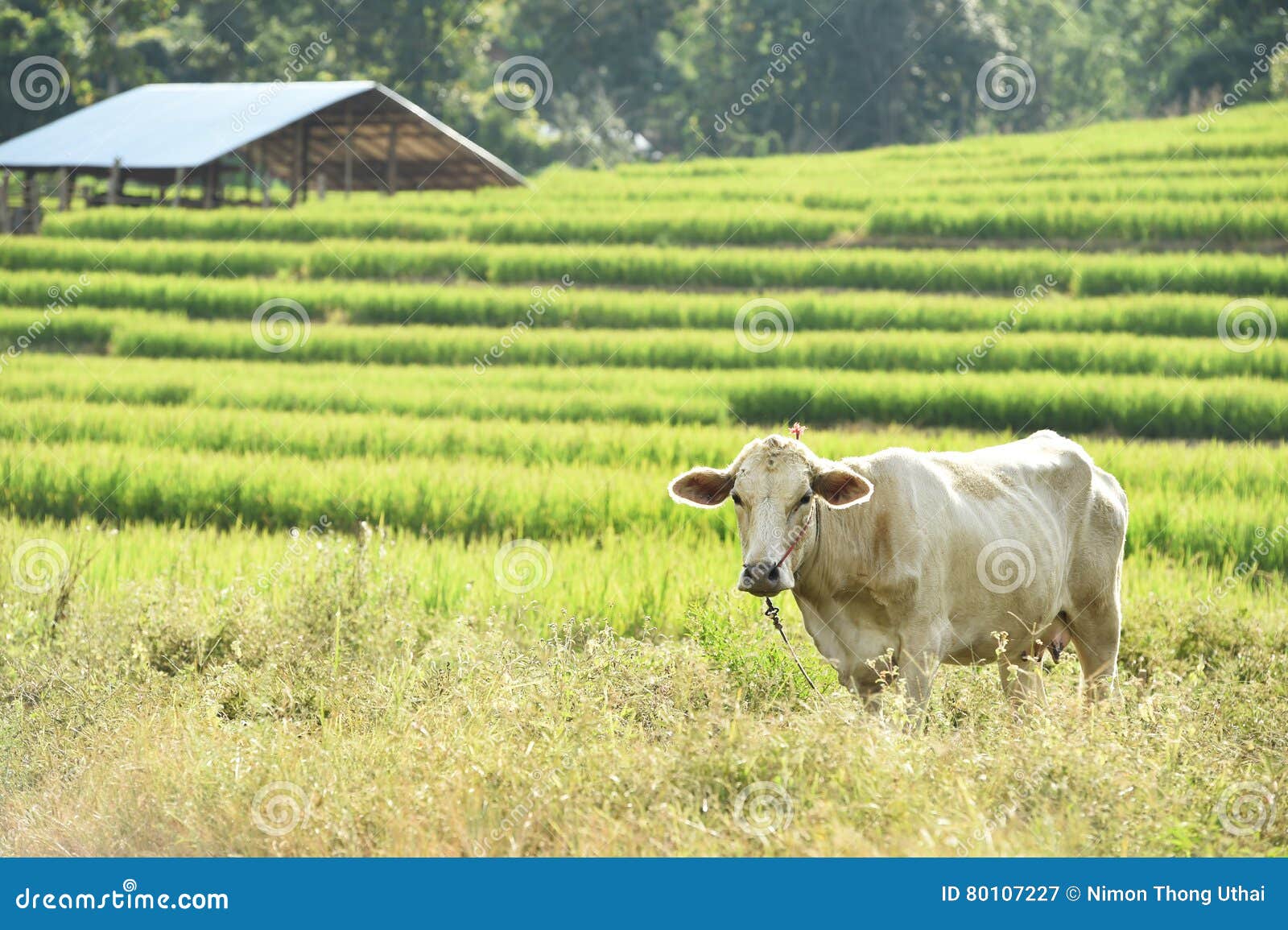 Thai cow in rice field stock image. Image of farm, travel 80107227